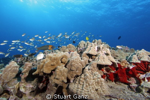Hawaiian Reefscape by Stuart Ganz 